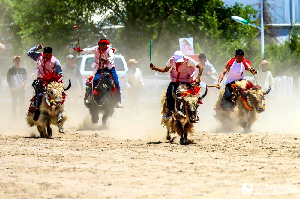 拉薩首屆農(nóng)牧民運(yùn)動會上的賽牦牛比賽。