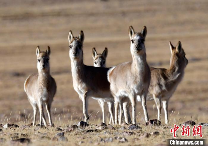 冬日西藏羌塘草原:藏羚羊等野生動物悠閑覓食