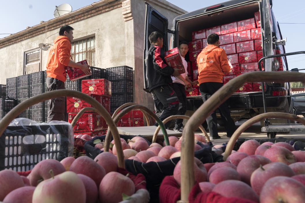 西部冰糖心蘋果，乘著商流上行。劉浩攝