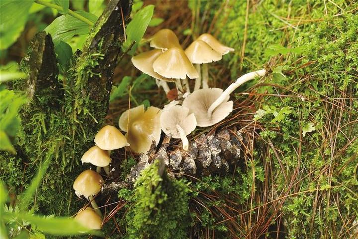 科研團隊解鎖青藏高原大型真菌新密碼