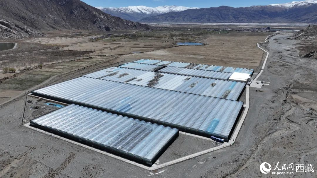 戈壁田園全景。次仁龍布攝