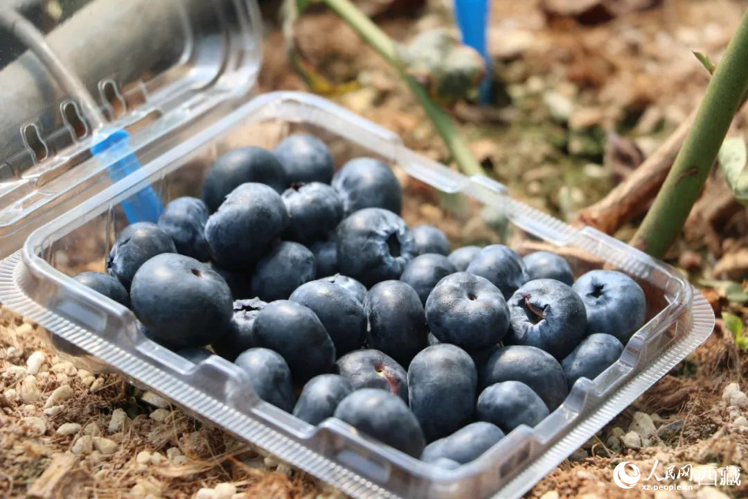 藍(lán)莓表面覆蓋著天然果霜。次仁龍布攝