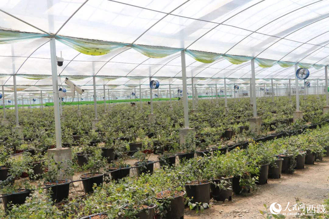 戈壁田園藍(lán)莓工業(yè)化種植基地。次仁龍布攝