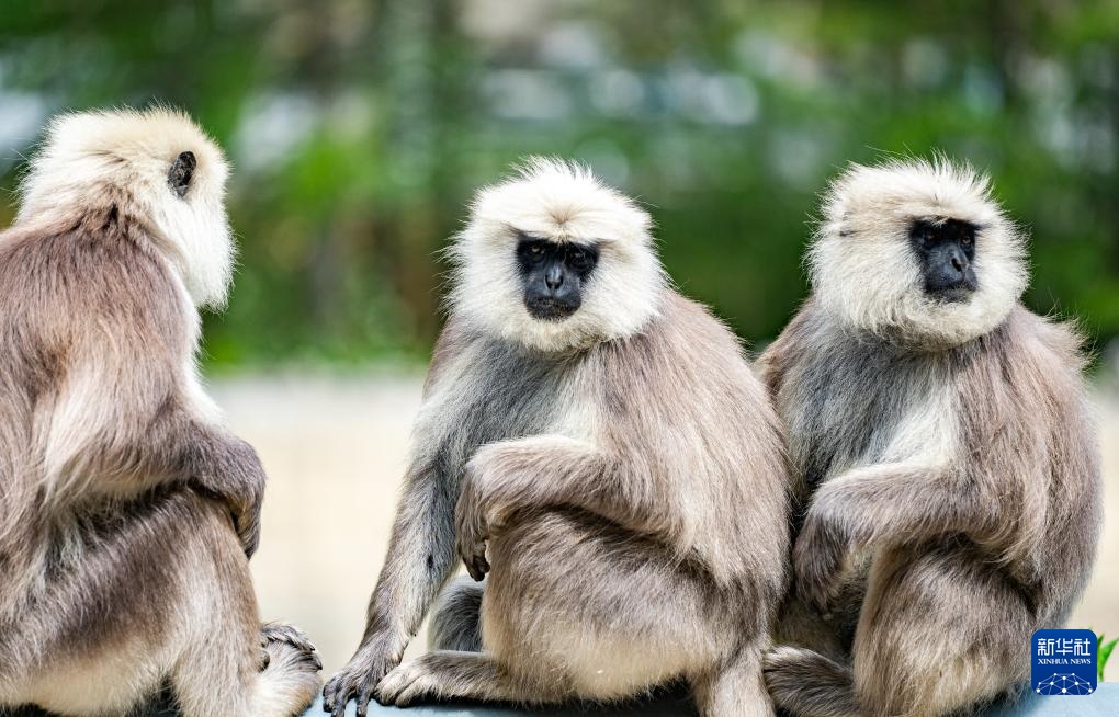 西藏亞東：長尾葉猴下山“會客”