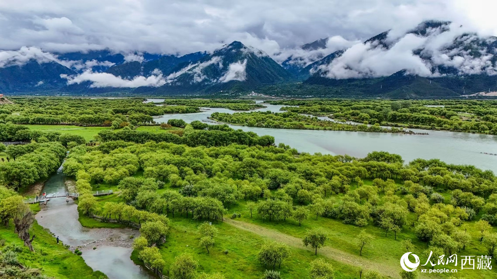 鳥瞰盛夏季節(jié)的雅尼濕地風光。人民網(wǎng)記者 次仁羅布攝