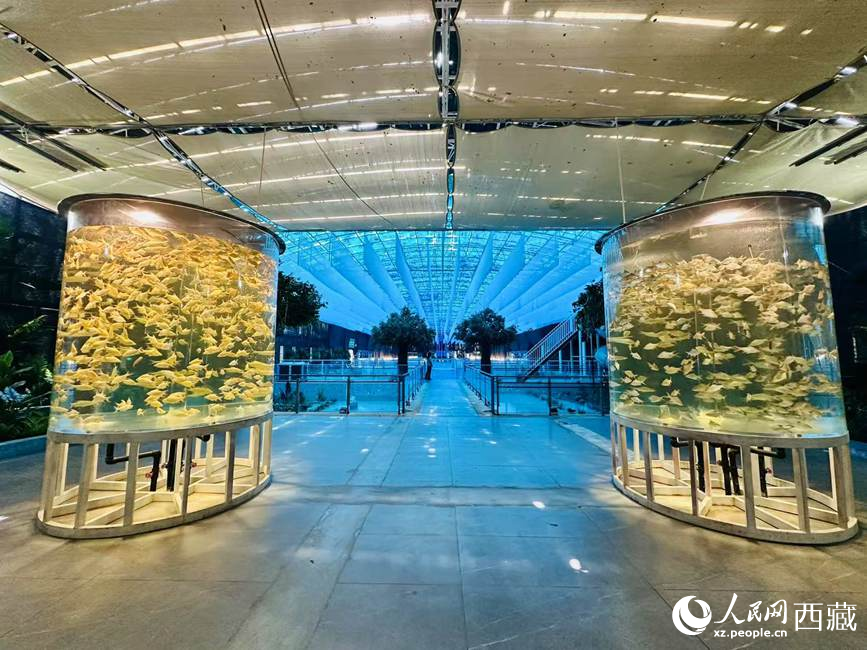 西普海洋公園。人民網(wǎng)記者 次仁羅布攝