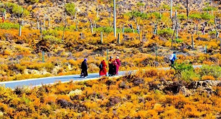 懂西藏的人，一定不會(huì)錯(cuò)過林芝的秋天