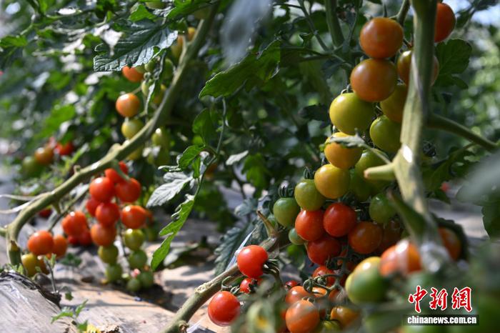 西藏墨竹工卡縣農(nóng)業(yè)示范園:賦能現(xiàn)代農(nóng)業(yè)發(fā)展帶動民眾增收致富