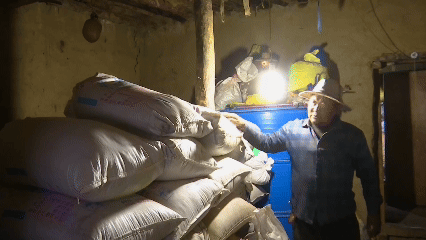 青稞“蛻變”，牦?！俺鋈Α?！看西藏農(nóng)牧民的“十四五”豐收答卷