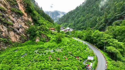 青稞“蛻變”，牦?！俺鋈Α保】次鞑剞r(nóng)牧民的“十四五”豐收答卷