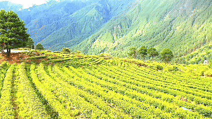 青稞“蛻變”，牦?！俺鋈Α?！看西藏農(nóng)牧民的“十四五”豐收答卷