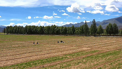 青稞“蛻變”，牦?！俺鋈Α?！看西藏農(nóng)牧民的“十四五”豐收答卷