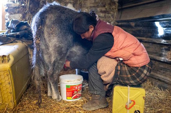 次仁普尺正在擠牛奶。人民網(wǎng)記者 翁奇羽攝