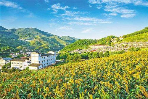 【理上網(wǎng)來o輝煌十九大】鄉(xiāng)村振興戰(zhàn)略：更綜合、全面、系統(tǒng)的發(fā)展戰(zhàn)略