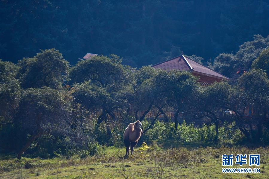 （全面建成小康社會(huì)“百城千縣萬(wàn)村調(diào)研行”·圖文互動(dòng)）（8）青海卡陽(yáng)村：“光棍村”的華麗轉(zhuǎn)身