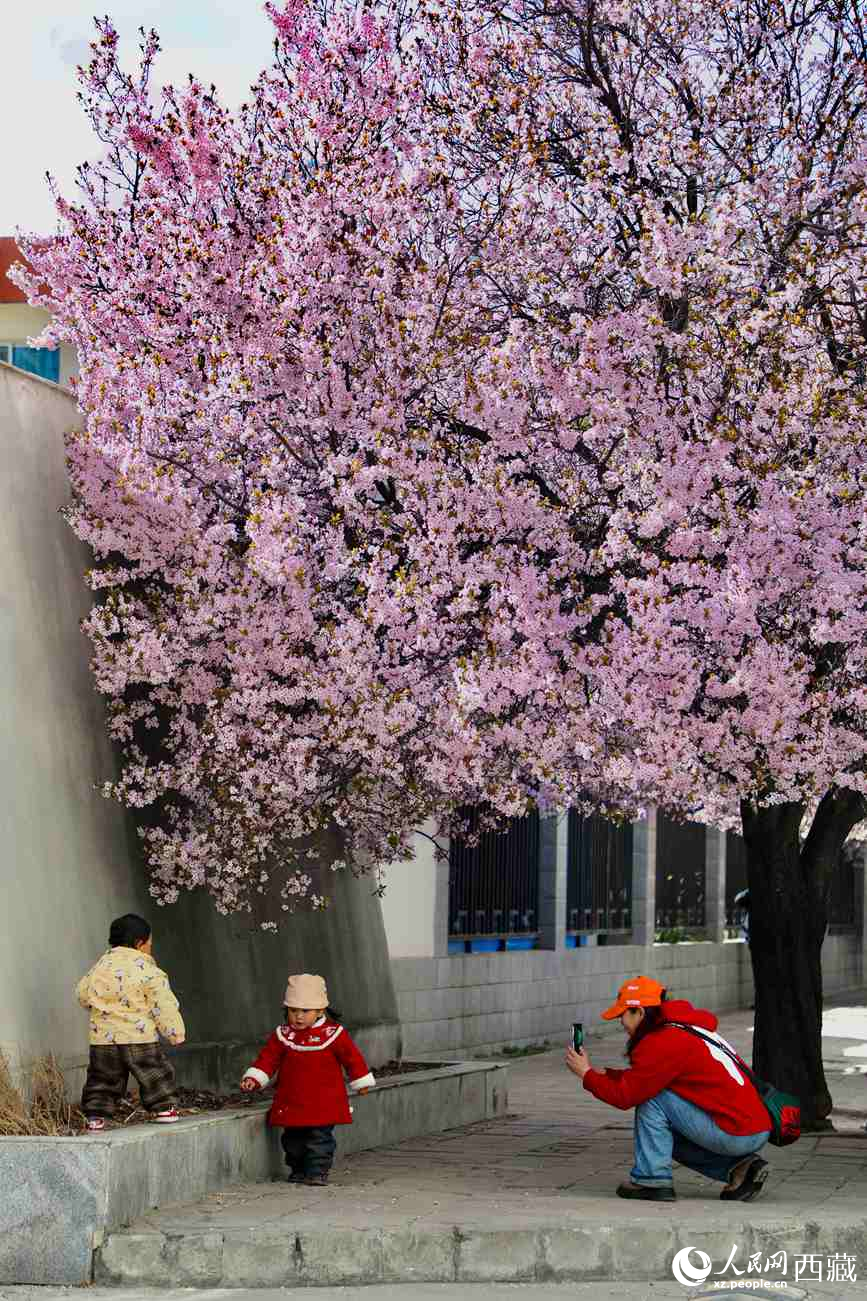 桃林下，拉薩市民游客樂享春光。人民網(wǎng)記者 次仁羅布攝