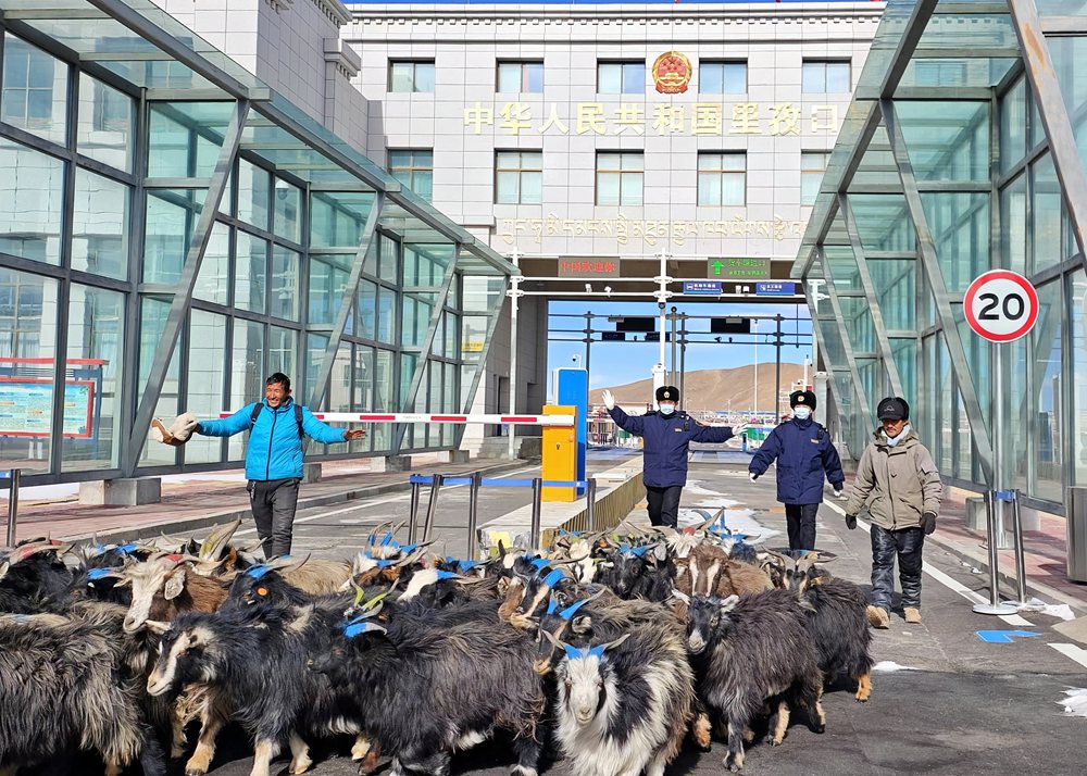 海關關員監(jiān)管驗放出口活羊。次旺久美攝