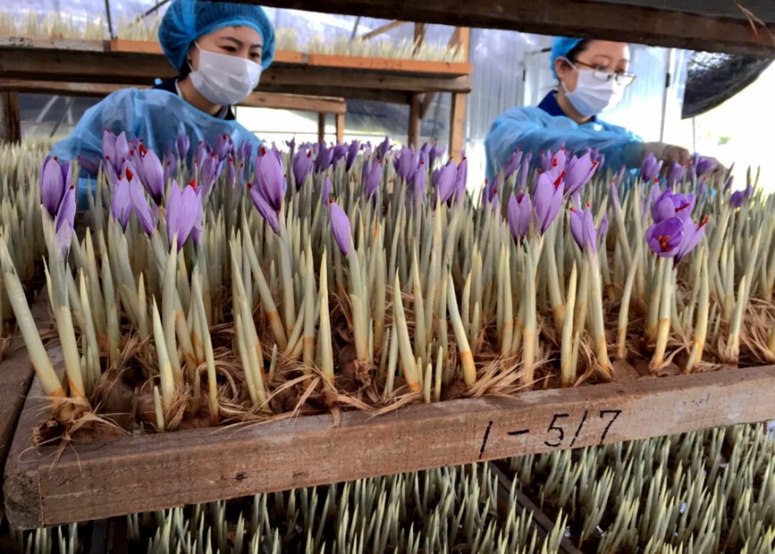 林芝天旺農(nóng)牧產(chǎn)品有限公司藏紅花種植基地工作人員采摘藏紅花。趙新民攝